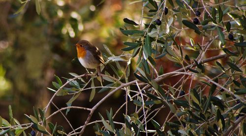 Close-up of bird perching on tree