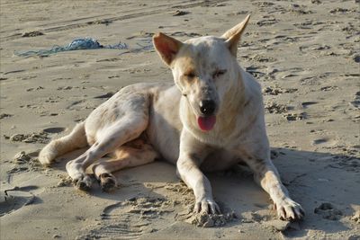Portrait of a dog on beach