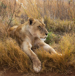 View of a lion