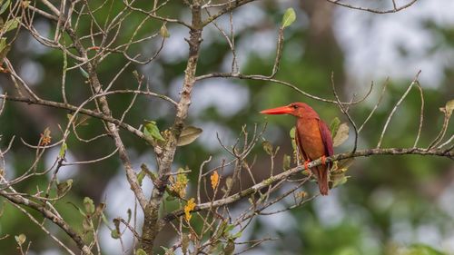 Bird perching on branch