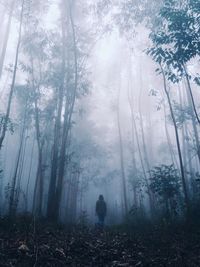Rear view of woman walking through forest in foggy weather