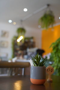 Close-up of potted plant on table at home