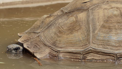 Close-up of tortoise in water