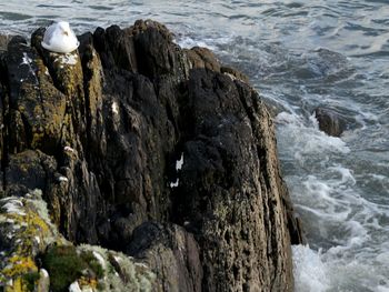 Close-up of bird perching on rock by sea