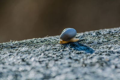 Close-up of snail on rock