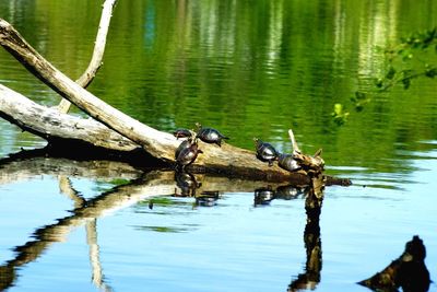 Close-up of birds on lake