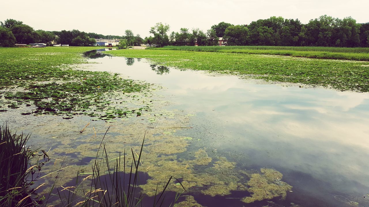 water, reflection, tree, growth, tranquility, tranquil scene, lake, nature, beauty in nature, green color, plant, scenics, sky, grass, field, landscape, rural scene, day, standing water, outdoors, idyllic, green, no people, calm, non-urban scene, growing, lush foliage, remote, lakeshore