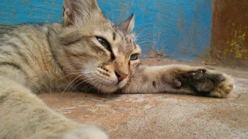 Close-up of lion relaxing outdoors