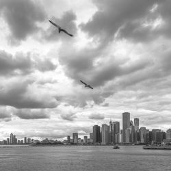 Birds flying over buildings in city