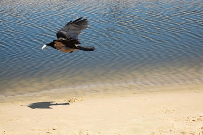 High angle view of seagull flying over beach