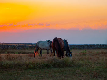 Horses grazing in a field