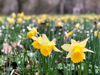 Close-up of yellow flowering plant on field