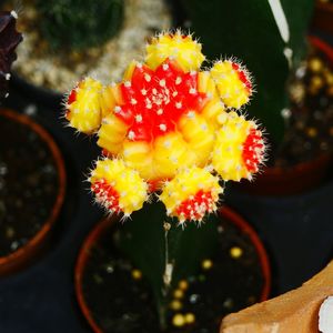 Close-up of yellow flowers against blurred background