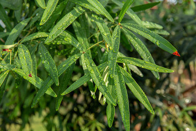 Close-up of wet plant