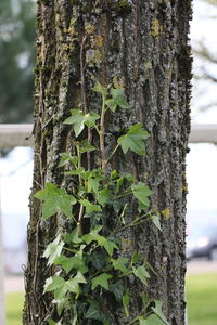 Close-up of ivy growing on tree trunk