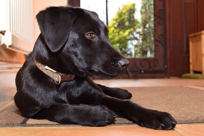 Dog resting on ground