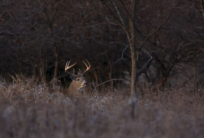 Deer resting on field