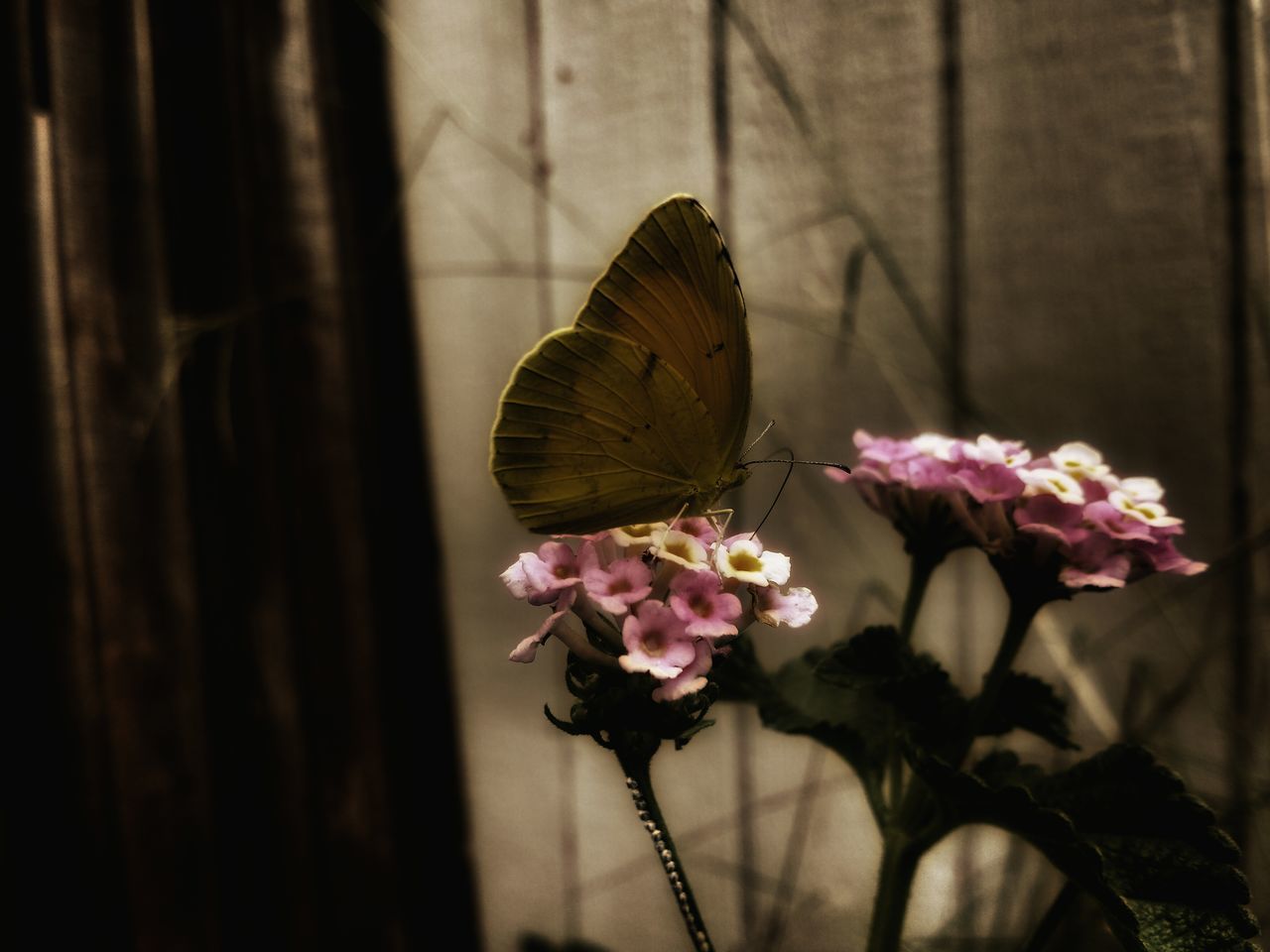 flower, fragility, insect, petal, pink color, freshness, focus on foreground, close-up, beauty in nature, flower head, plant, stem, nature, growth, butterfly - insect, blooming, outdoors, day, no people, selective focus, in bloom, blossom, botany