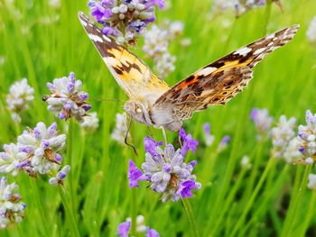 Close-up of butterfly on purple flower