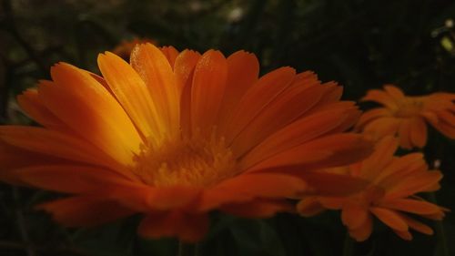 Close-up of yellow flower