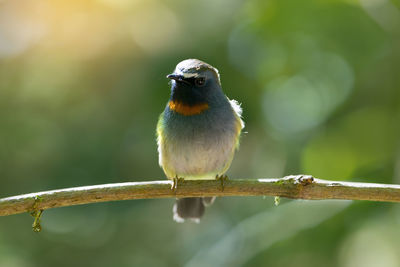 Close-up of bird perching outdoors