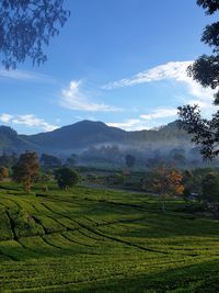 Scenic view of agricultural field against sky