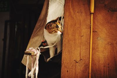 Cat looking away in at home