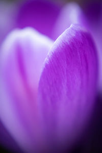 Close-up of pink flower petal