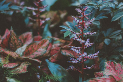 Close-up of red maple leaves on tree