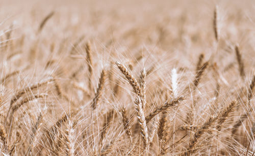 Close-up of wheat field