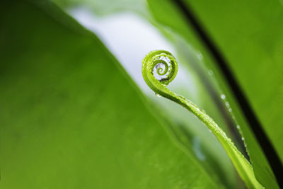 Close-up of raindrops on green leaf