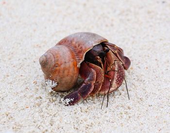 Close-up of shell on sand