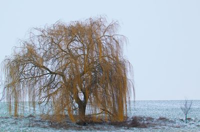 Bare tree by sea against clear sky