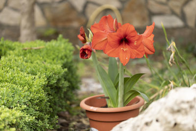 Close-up of red flower pot