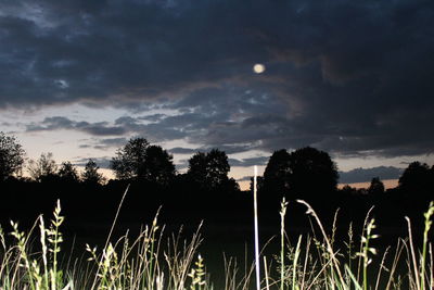 Silhouette trees on field against sky at sunset