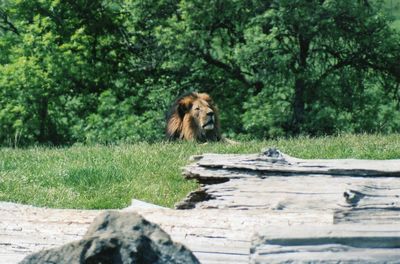 Lion resting on grassy field against trees