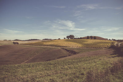 Scenic view of field against sky