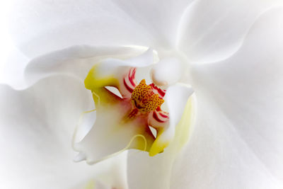Close-up of orchids