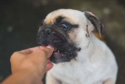 Close-up of hand holding small dog