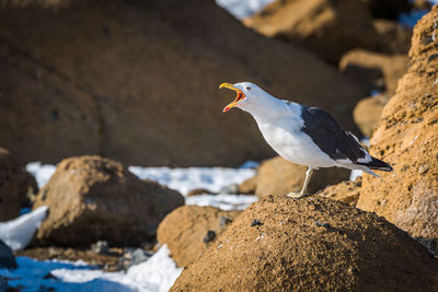 Squawking kelp gull on rock in snow