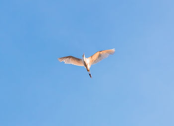 Low angle view of bird flying in sky