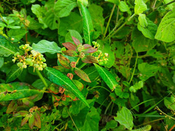 High angle view of insect on plant