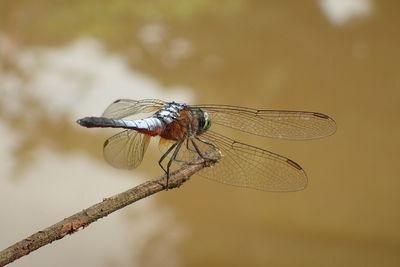 Close-up of dragonfly on twig