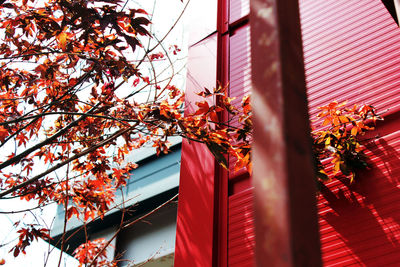 Low angle view of autumn tree by building