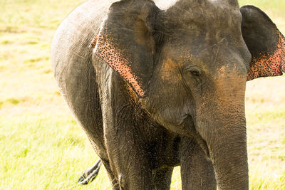 Close-up of elephant