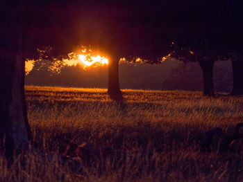 Trees on field against sky at night