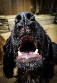 Close-up of a dog