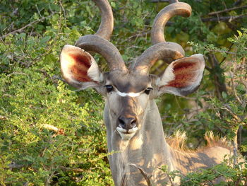 Portrait of an african greater kudu in south africa. 