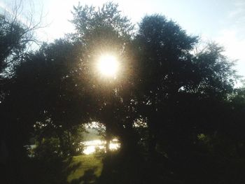 Sun shining through trees