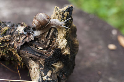 Close-up of snail on tree trunk